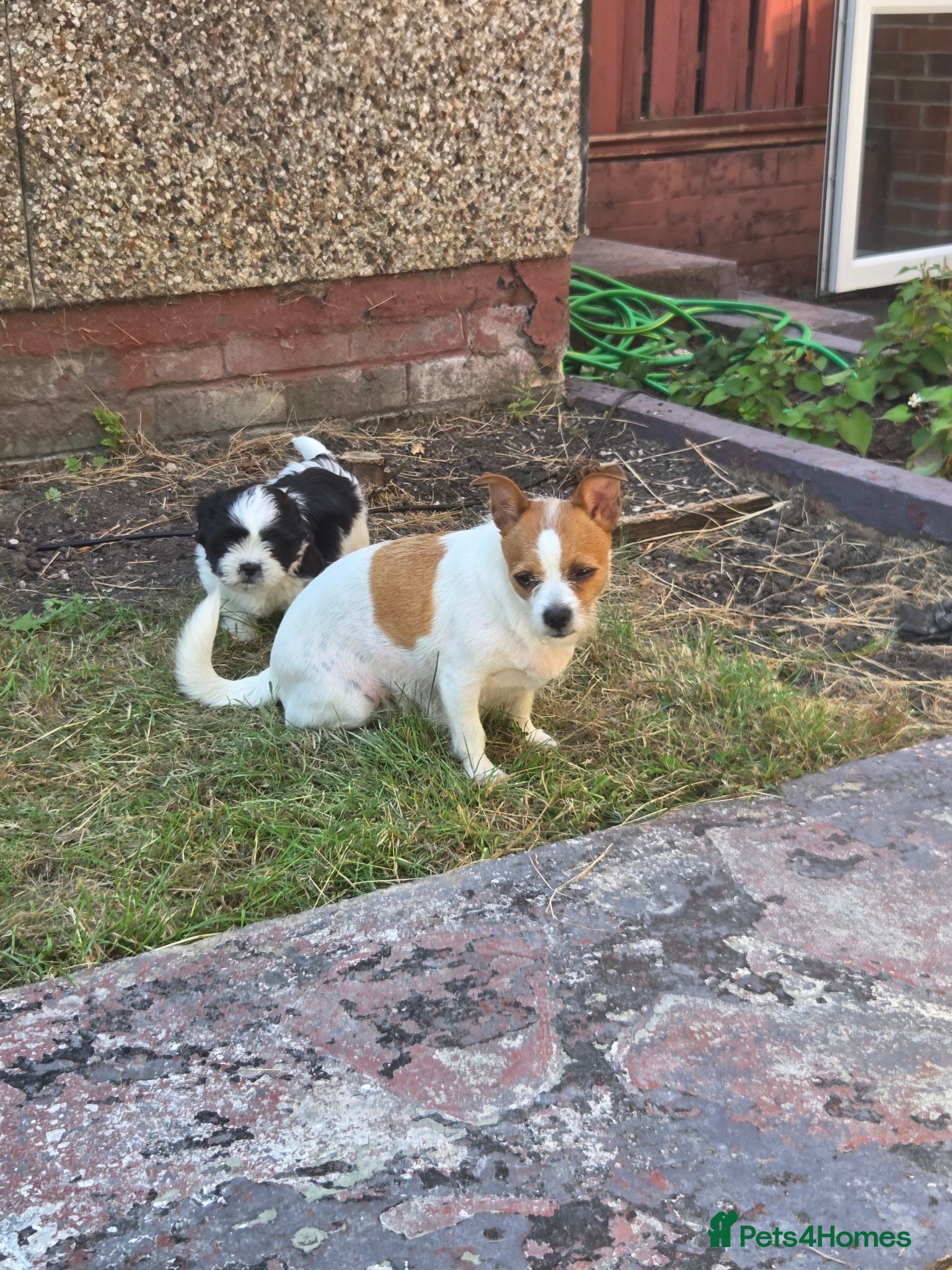 Mixed Breed dogs Shih tzu x Chihuahua - Advert 1