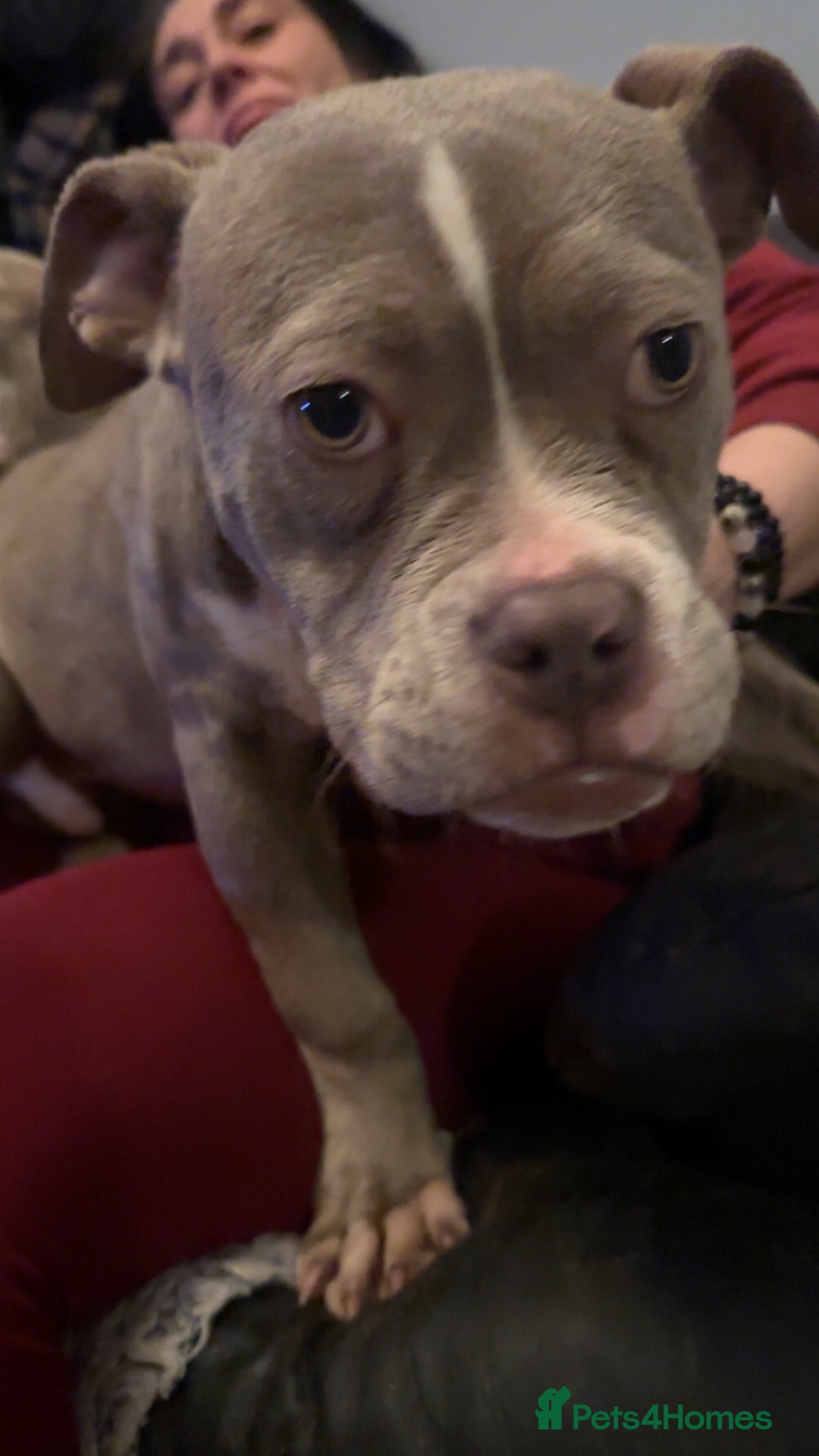 American Bully dogs for sale: Pocket bully pups  - Advert 8