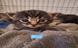 Domestic Shorthair cats for sale: Babies ready for their new homes NOW 🥰 - Image 3