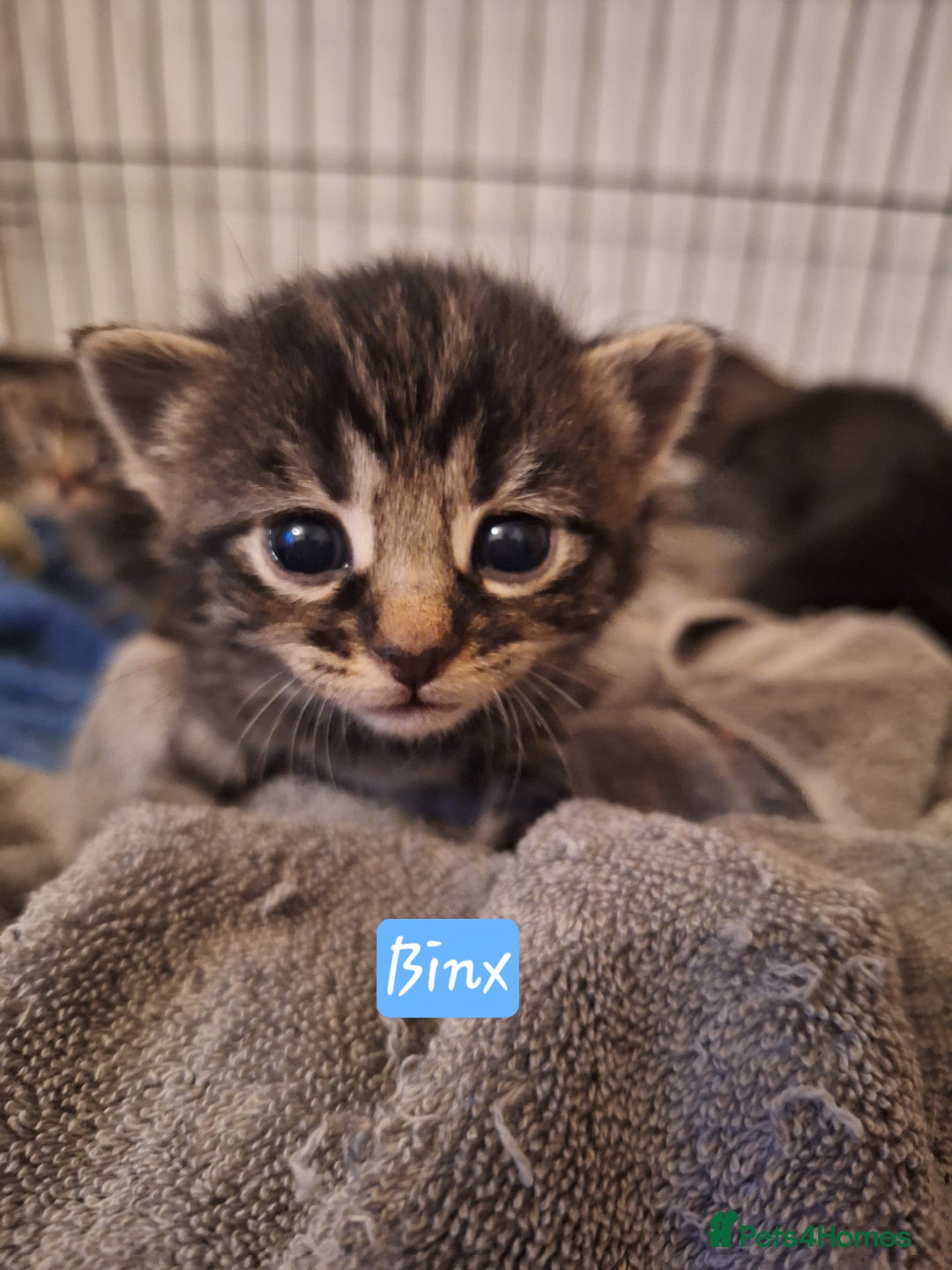 Domestic Shorthair cats for sale: Babies ready for their new homes NOW 🥰 - Image 3