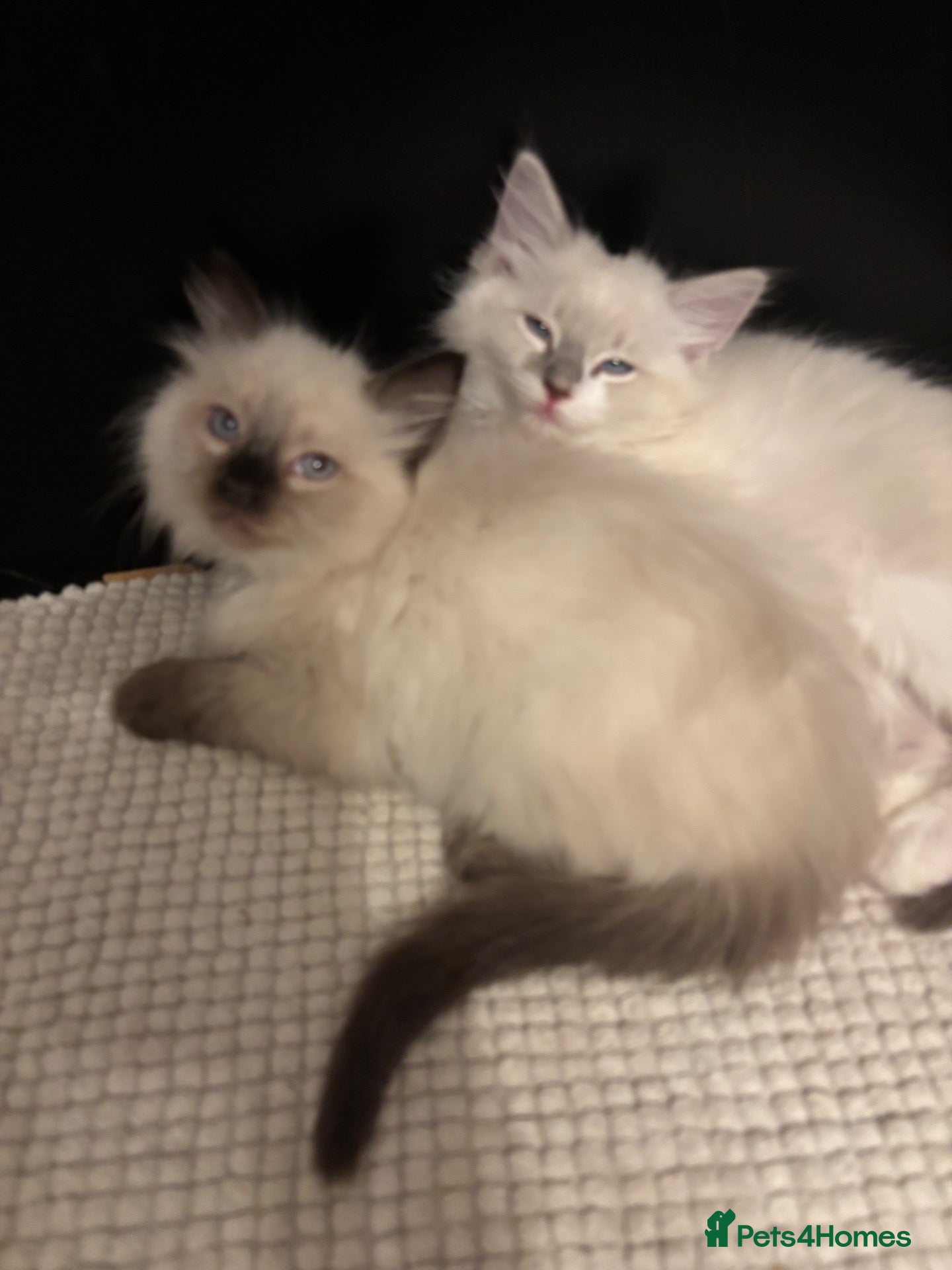 Ragdoll cats Crisp white lilac tones ragdoll stunning boy - Advert 5