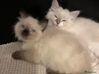 Ragdoll cats Crisp white lilac tones ragdoll stunning boy - Advert 5