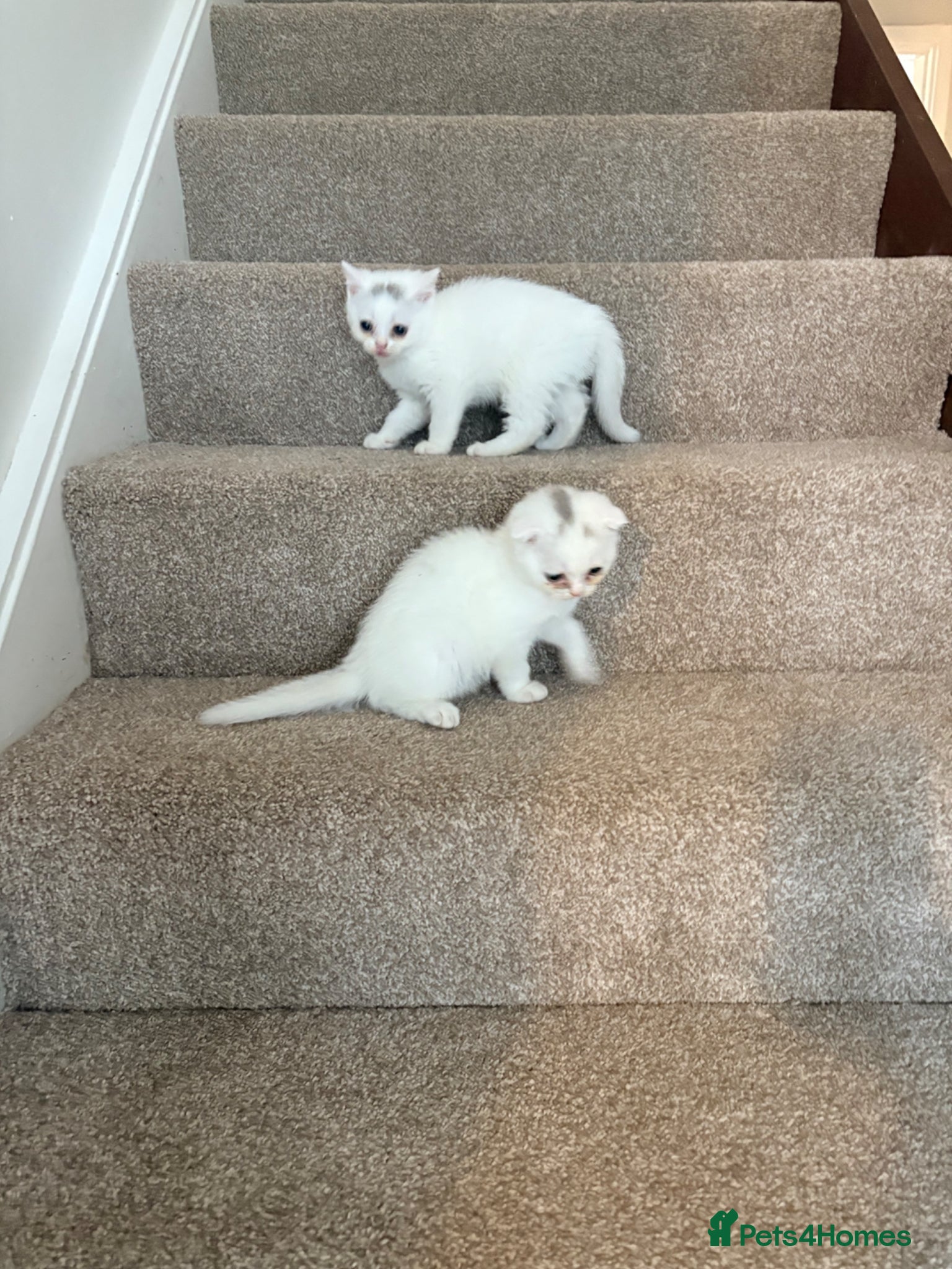 Scottish Fold cats Scottish fold kittens ready for homes  - Advert 1