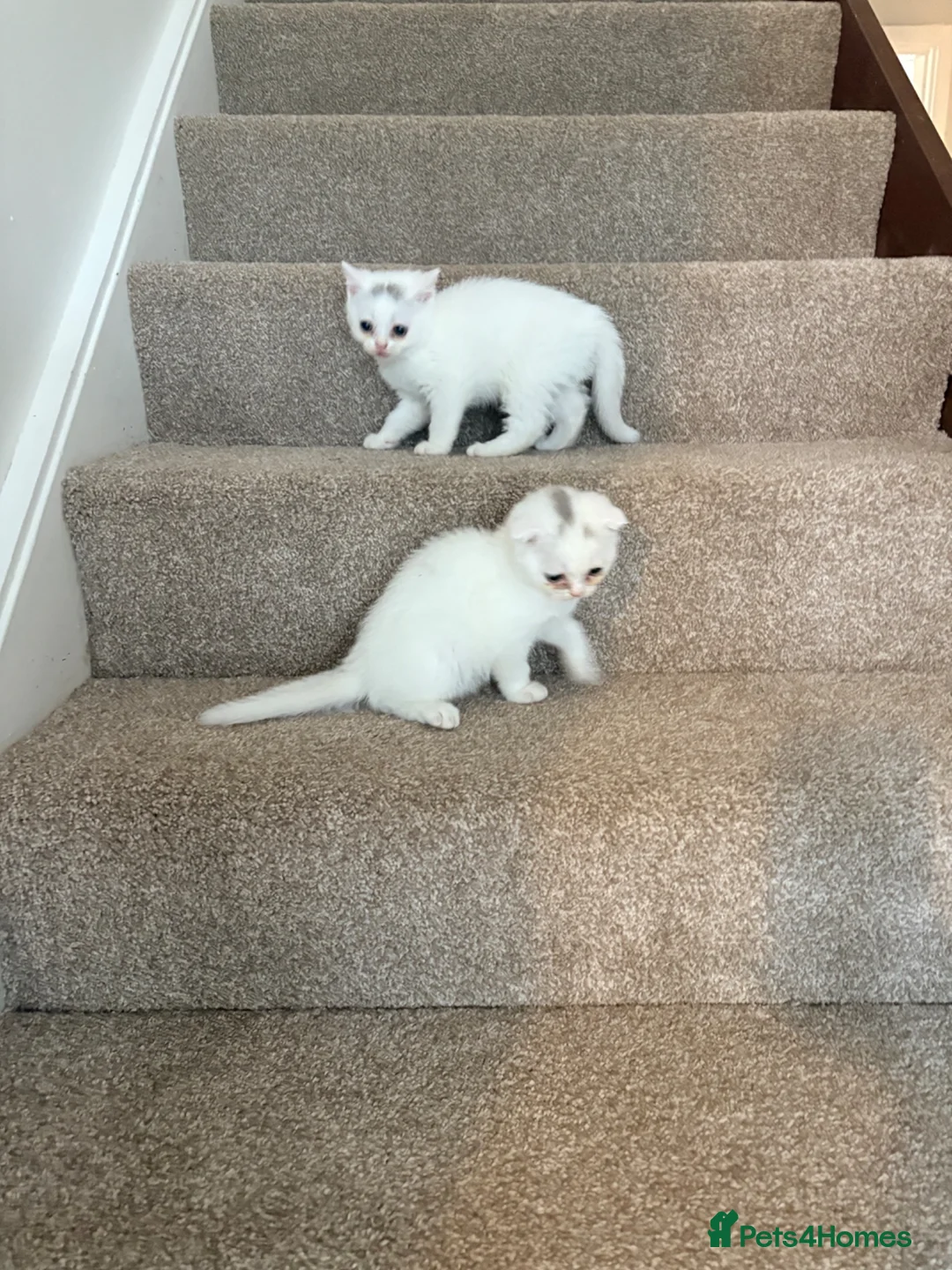 Scottish Fold cats for sale: Scottish fold kittens ready for homes  - Advert 2