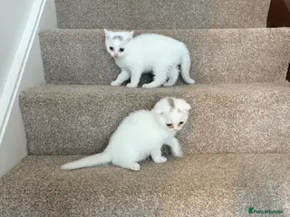 Scottish Fold cats Scottish fold kittens ready for homes - Advert 1