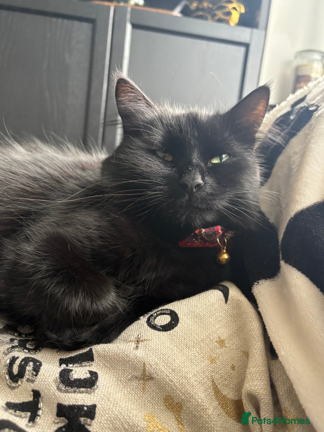 Mixed Breed cats for sale: *Adoption* Beautiful cat needs the perfect home - Image 3