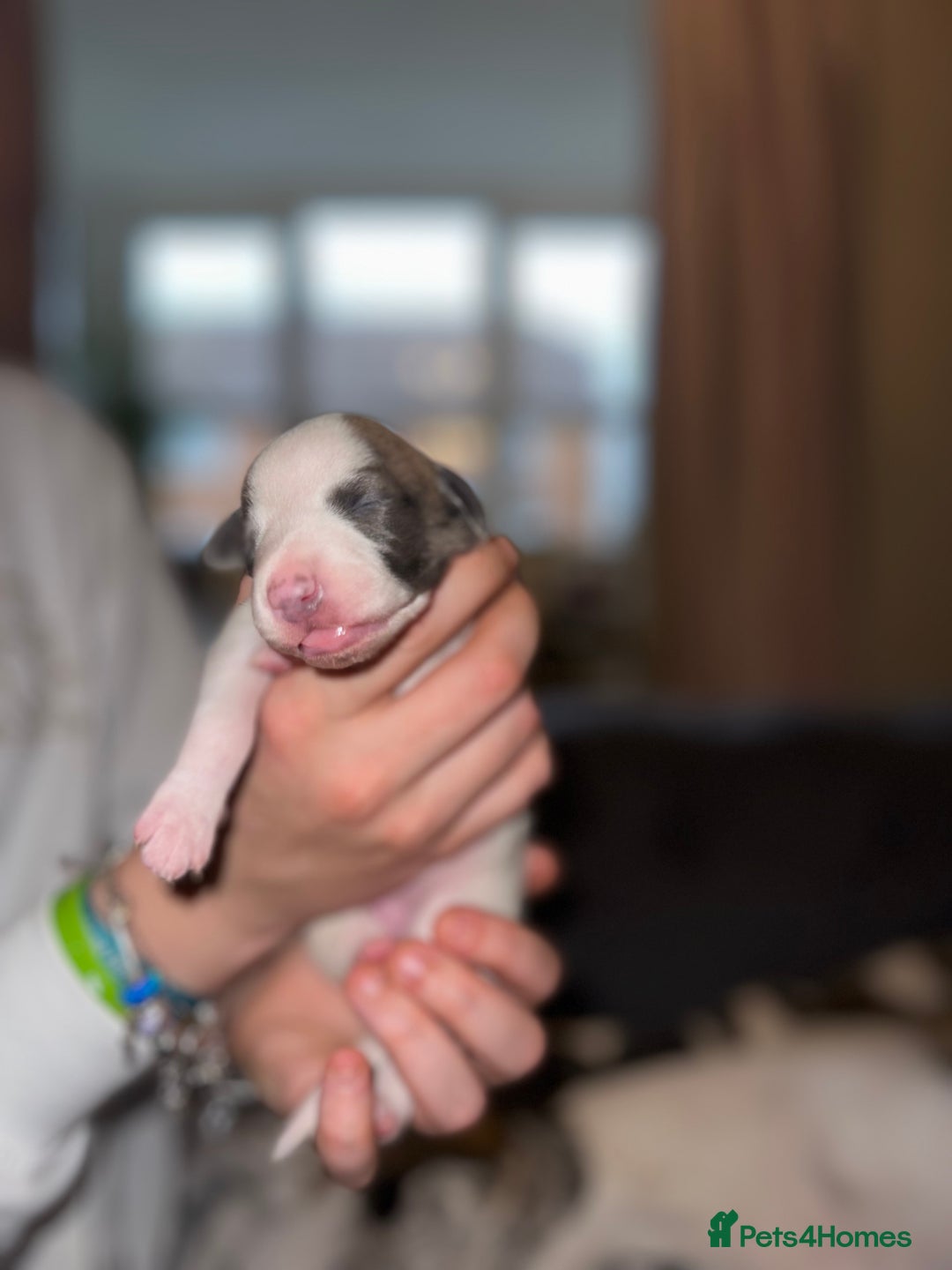 Whippet dogs for sale: KC Registered Whippet Puppies - Advert 20