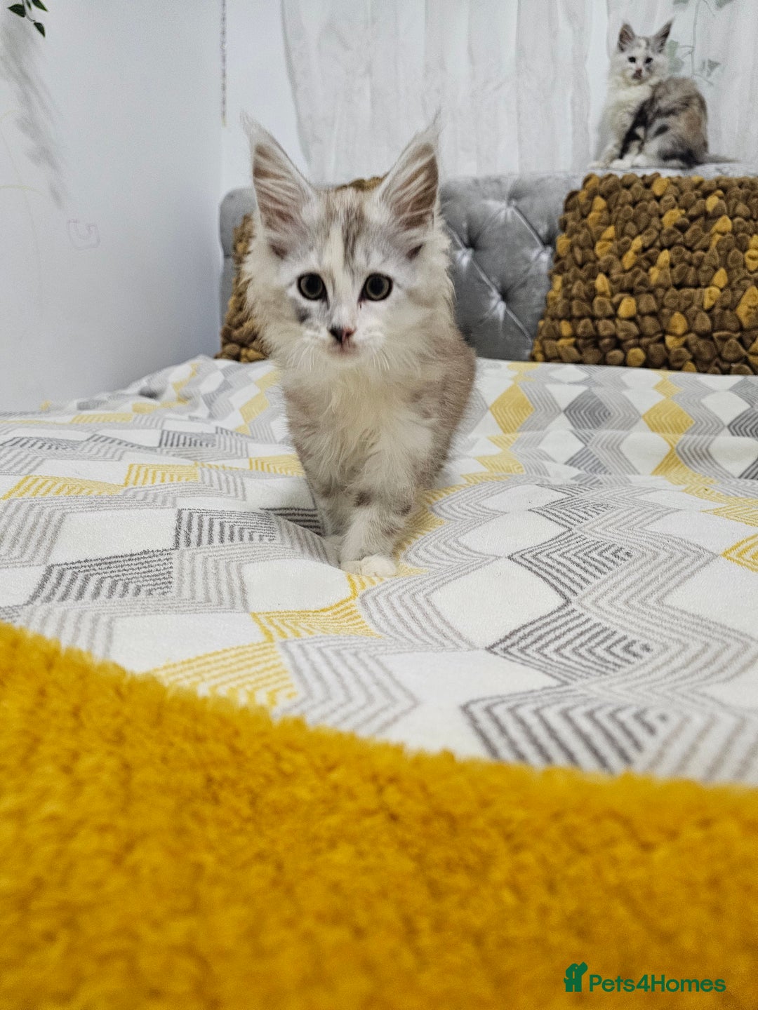Maine Coon cats for sale:  TICA Maine coon kittens ready to leave - Advert 6