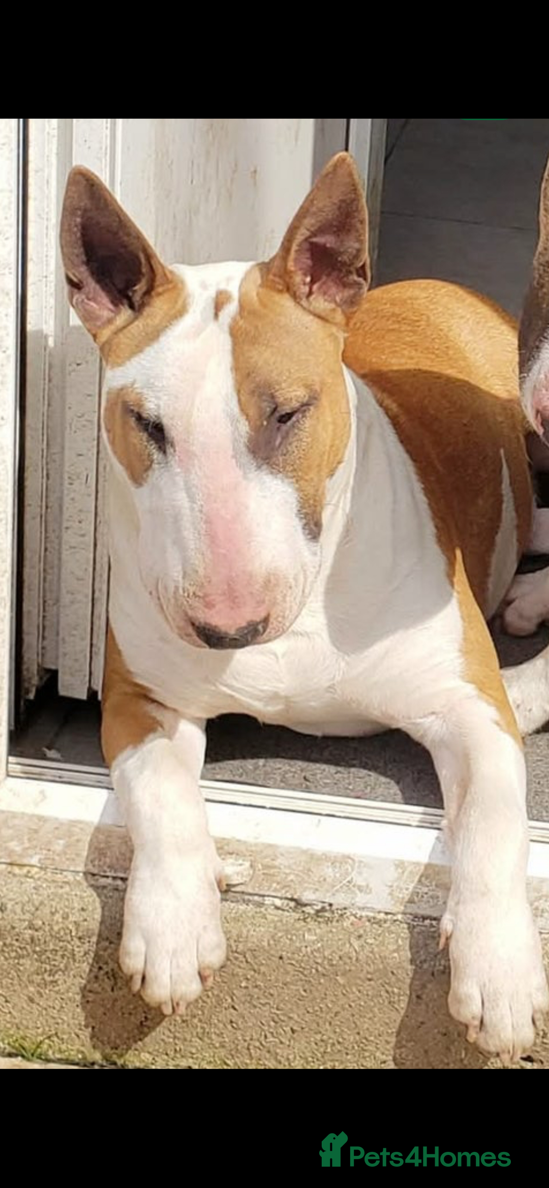 English Bull Terrier dogs for sale: Ready to leave !!! champion bloodlines kc reg - Image 5