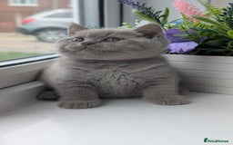 British Shorthair cats for sale: Only one boy available 💜🐾 - Image 17