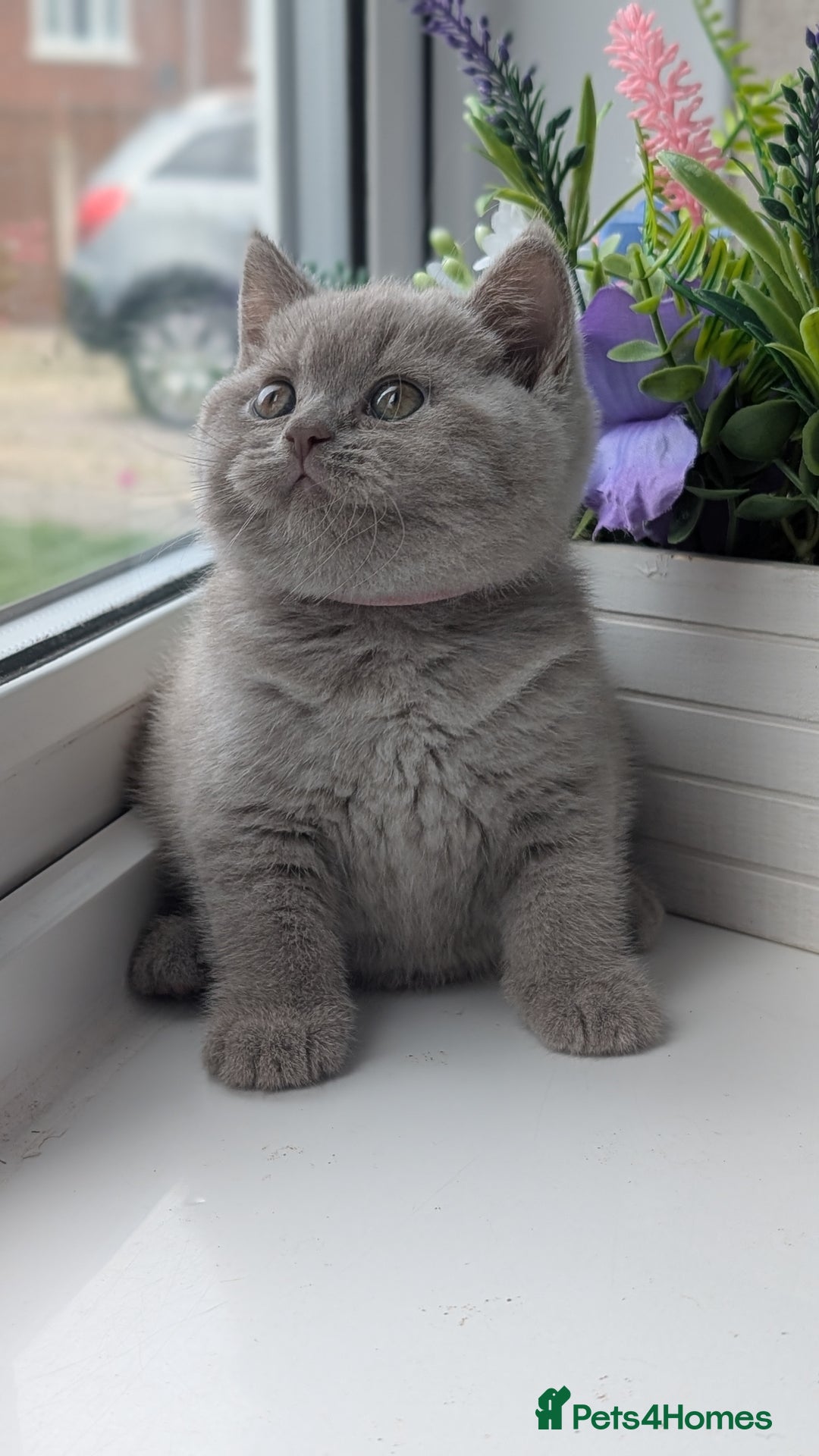 British Shorthair cats for sale: Only one boy available 💜🐾 - Image 17