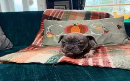 French Bulldog dogs for sale: 2 Female / 2 Male French Bulldog puppies for sale - Image 2