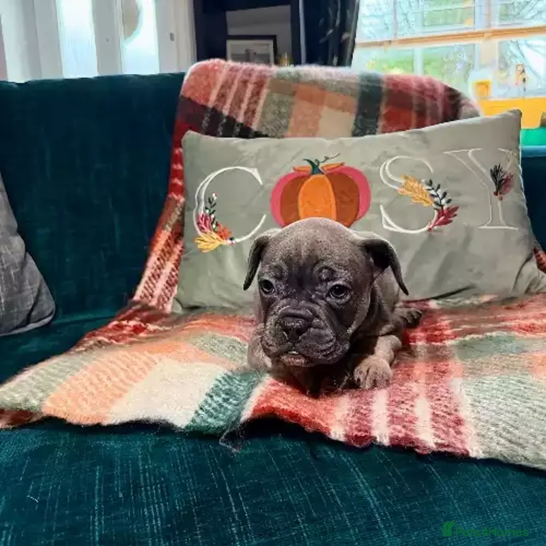 French Bulldog dogs for sale: 2 Female / 2 Male French Bulldog puppies for sale - Image 2
