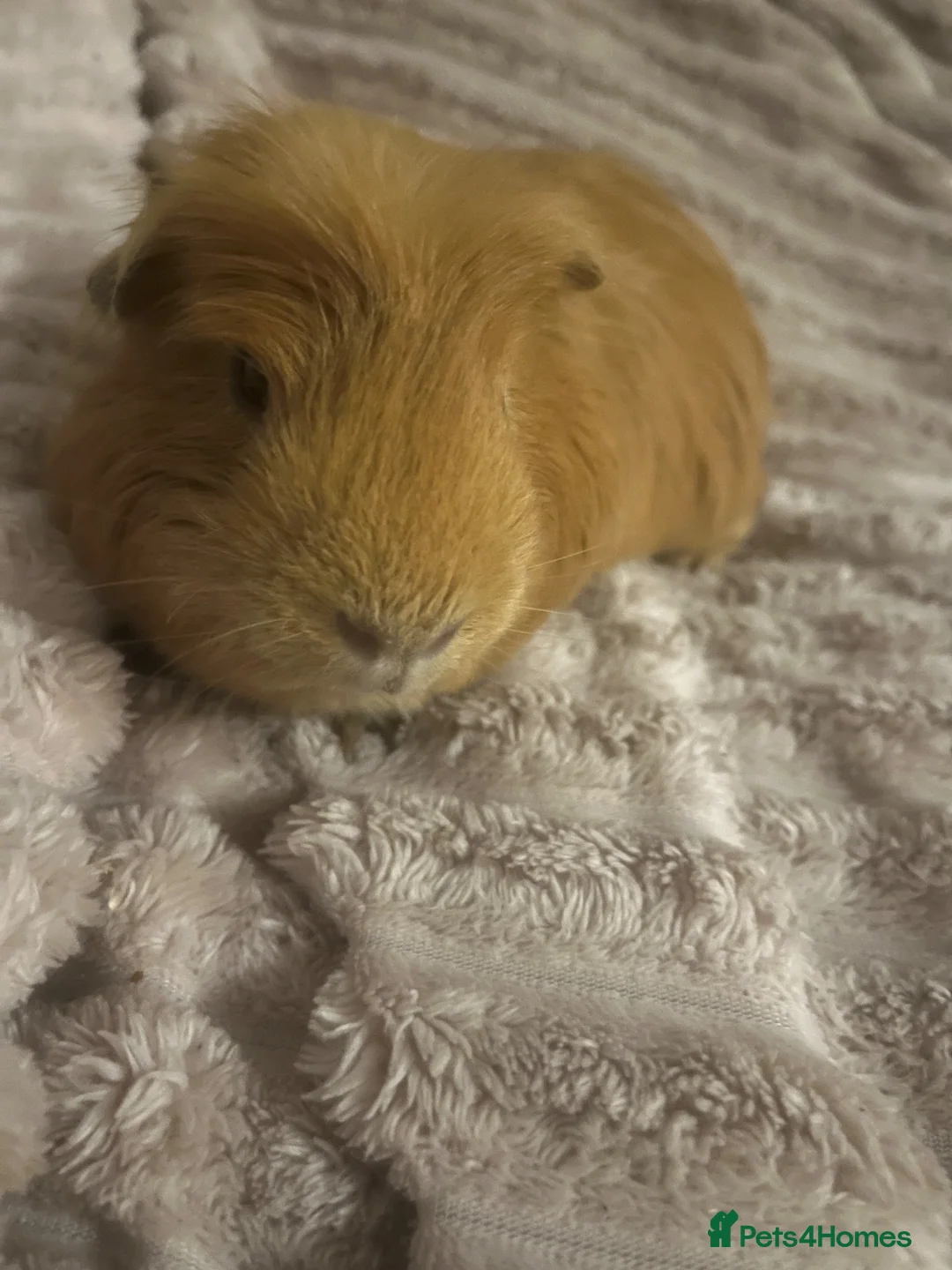 Guinea Pig rodents for sale: Guinea Pig - Advert 8