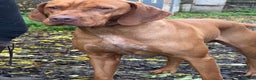 Hungarian Vizsla dogs for stud: Hungarian vizsla for stud only - Advert 4
