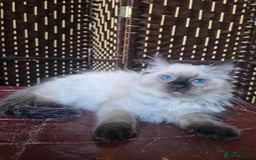 Ragdoll cats for sale: 1 Ragdoll girl left looking for a loving home  - Image 20