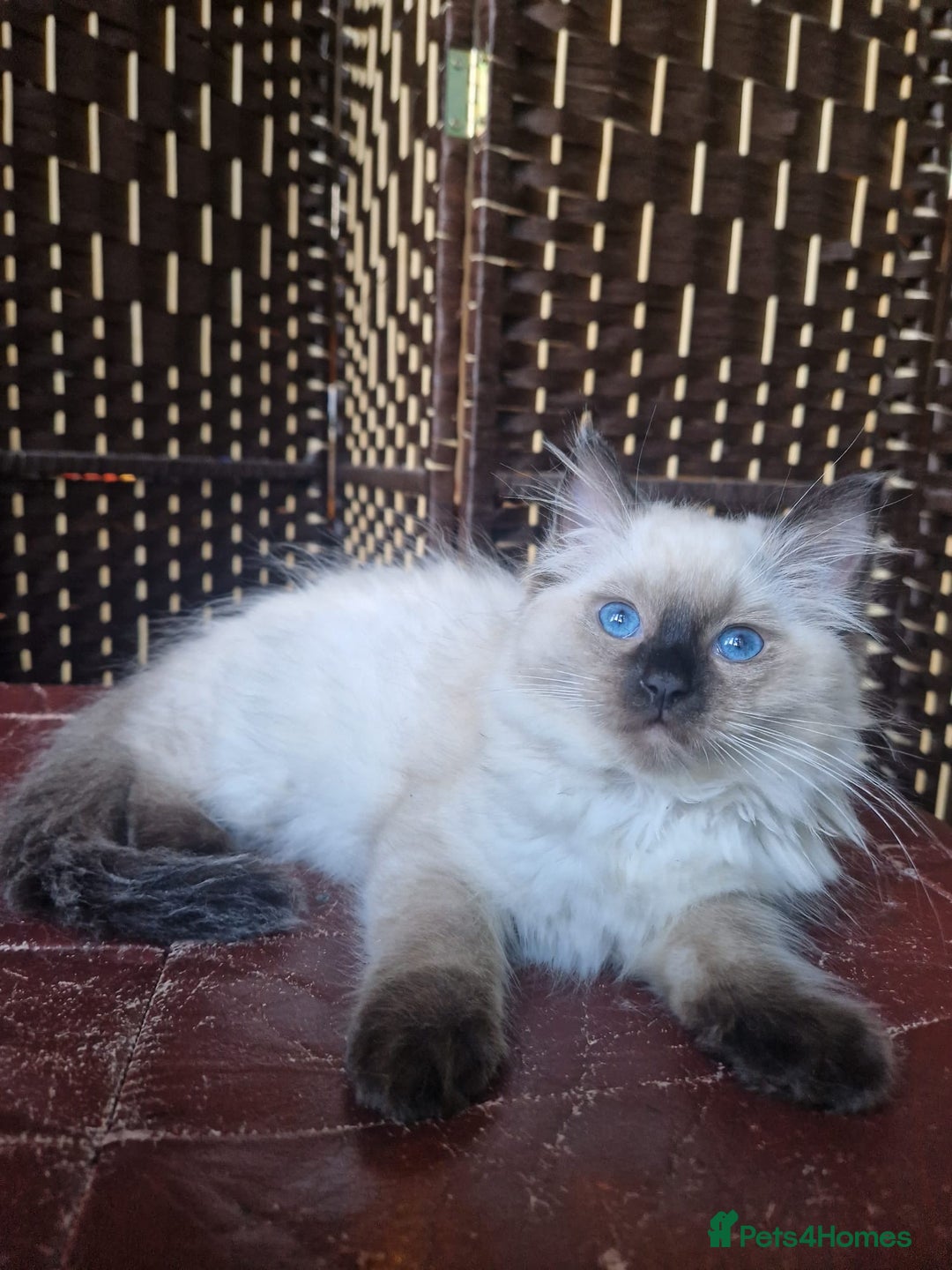 Ragdoll cats for sale: 1 Ragdoll girl left looking for a loving home  - Image 20