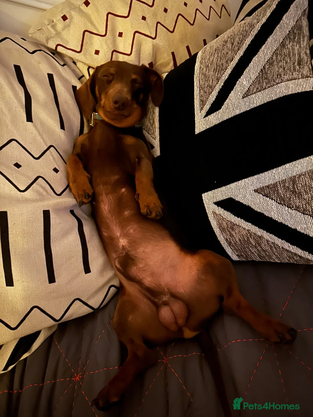 Miniature Dachshund dogs for stud: KC Registered Proven Miniature Dachshund Stud 🤎 - Advert 2