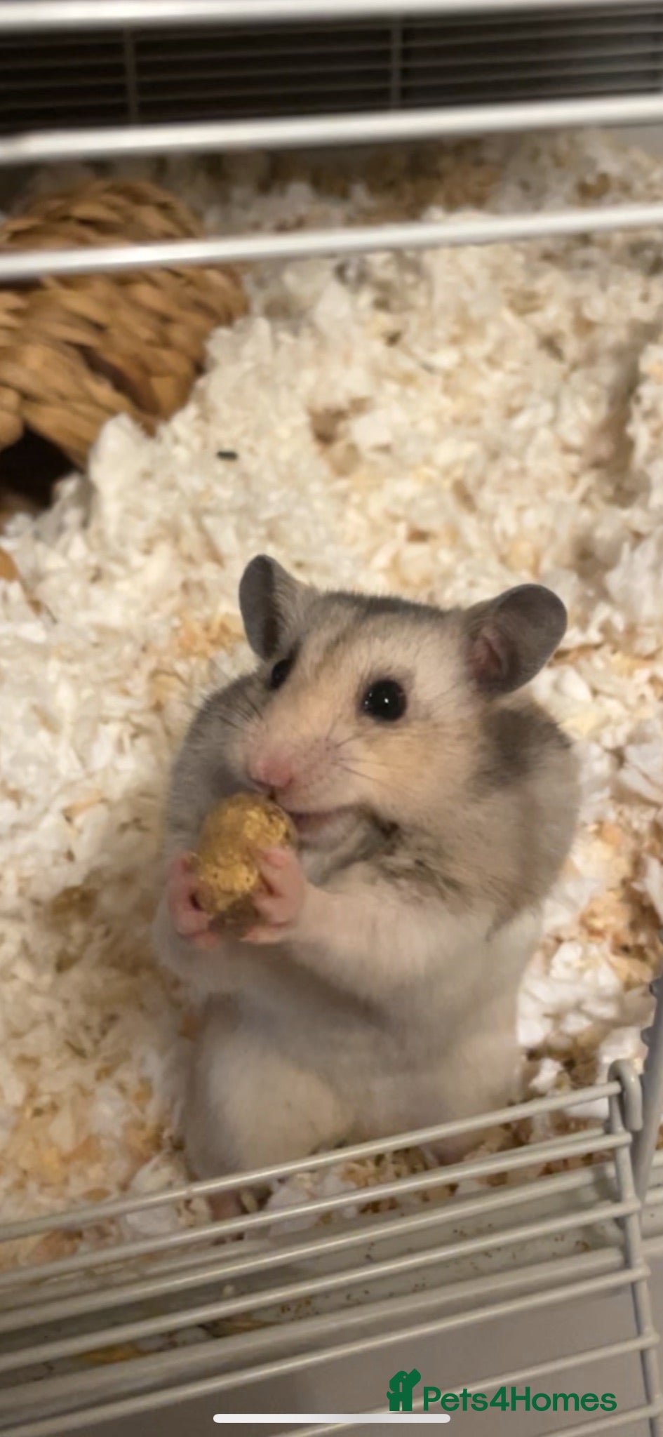 Hamster rodents Ruphert - Advert 1