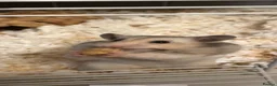 Hamster rodents for sale: Ruphert - Advert 1