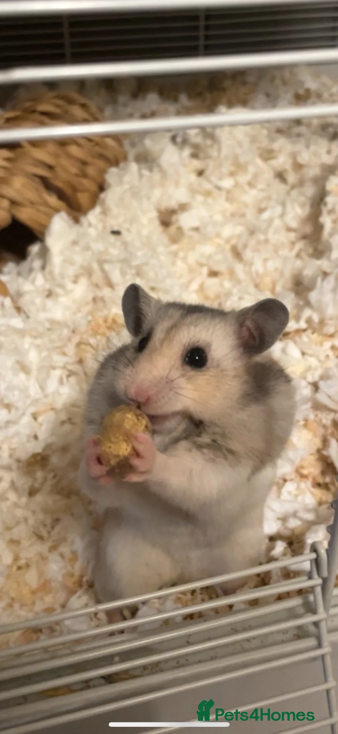 Hamster rodents for sale: Ruphert - Advert 1