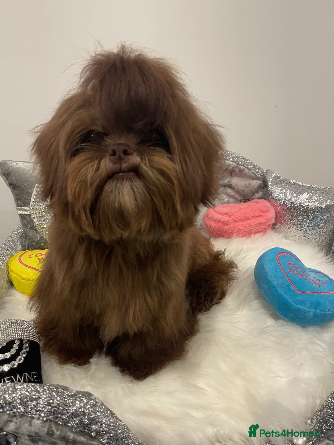 Shih Tzu dogs for stud: STUNNING CHOCOLATE IMPERIAL SHIHTZU OPEN AT STUD in Grays - Advert 7