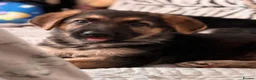 German Shepherd dogs for sale: Beautiful German Shepard Puppies - Advert 27
