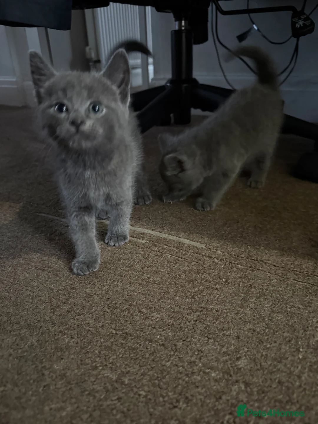 British Shorthair cats for sale: Kittens ready to leave  in Southall - Advert 2