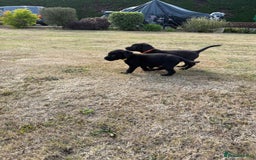 Labrador Retriever dogs for sale: Beautiful KC Registered Labrador Puppies - Image 6