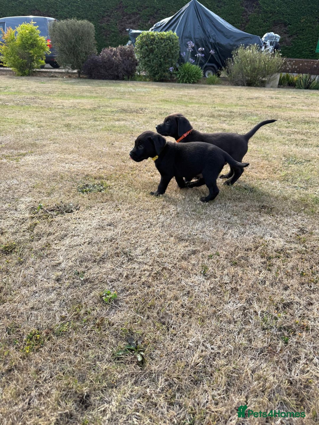 Labrador Retriever dogs for sale: Beautiful KC Registered Labrador Puppies - Image 6