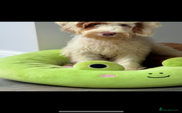Labradoodle dogs for sale: Fully health tested Multigen puppies - Image 4
