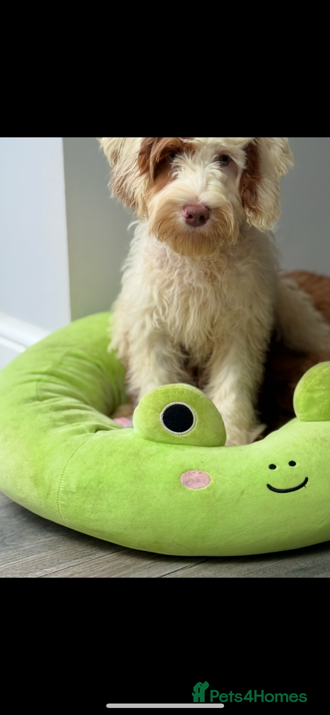 Labradoodle dogs for sale: Fully health tested Multigen puppies - Image 4