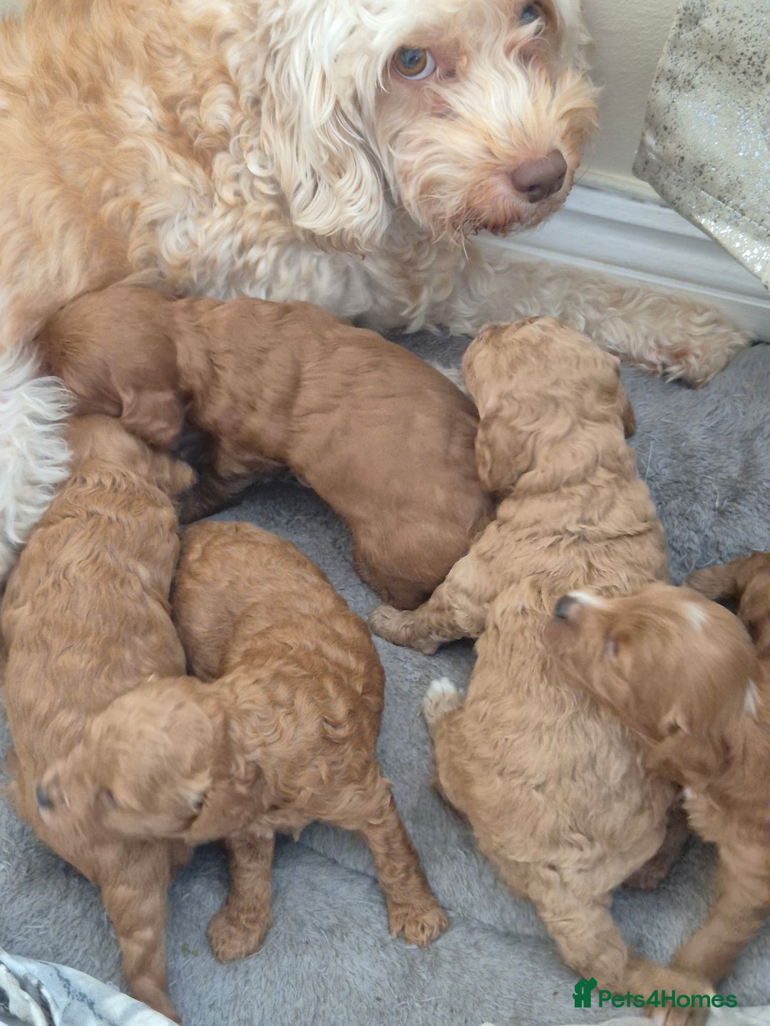 Cockapoo dogs for sale: Gorgeous Cockapoo For Sale  - Advert 17