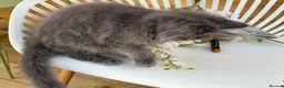 Maine Coon cats for sale: Two blue purebred Maine Coon boys ready - Advert 11