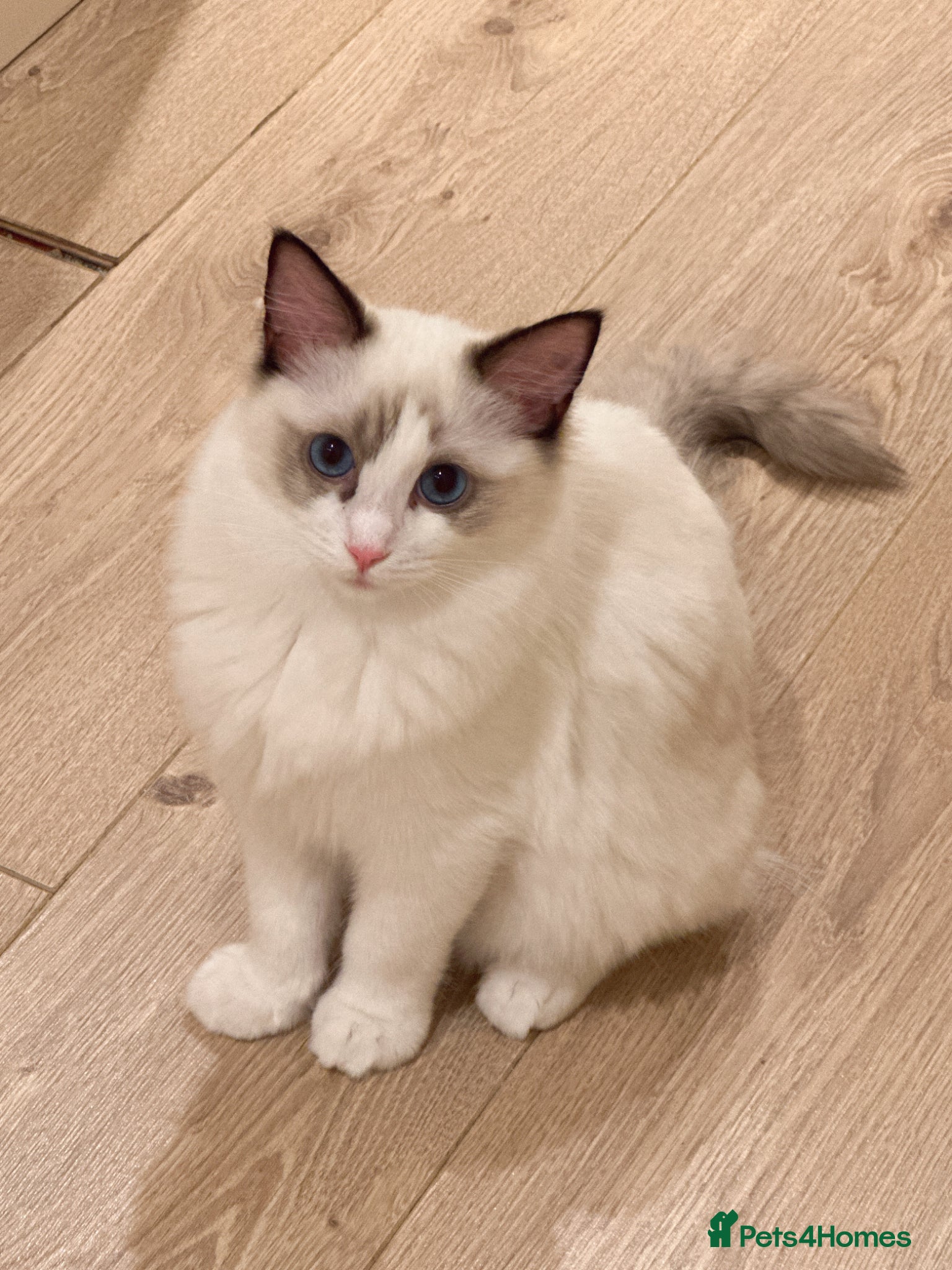 Ragdoll cats Ragdoll cats&kitten for sell  - Advert 4