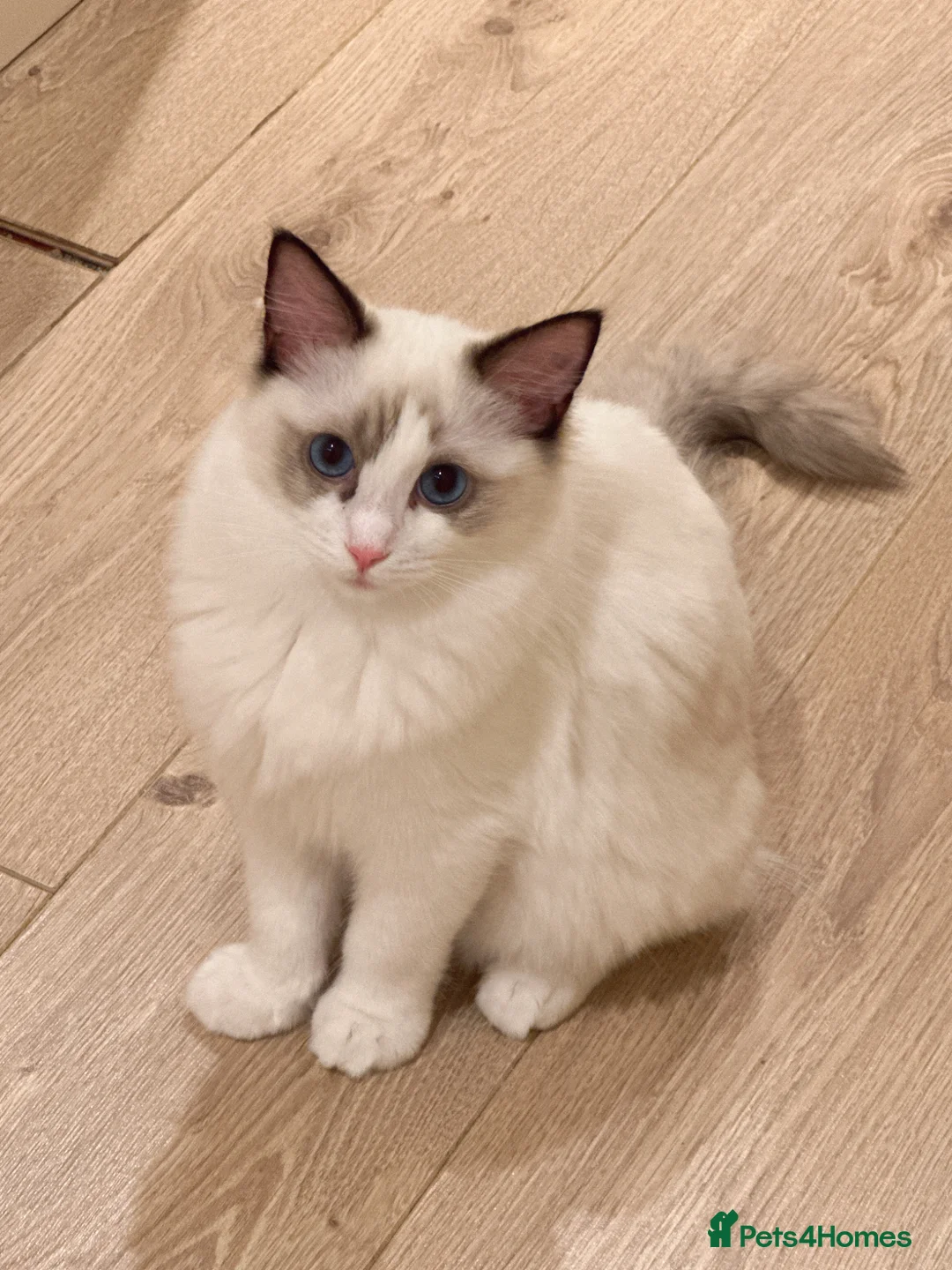 Ragdoll cats for sale: Ragdoll cats&kitten for sell  - Advert 1