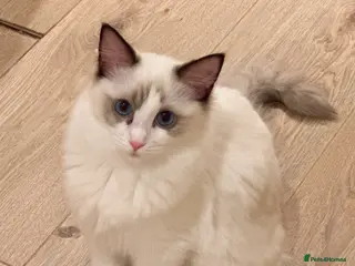 Ragdoll cats Ragdoll cats&kitten for sell - Advert 10