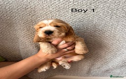Cocker Spaniel dogs for sale: Golden English Show Cocker Spaniel puppies - Image 11