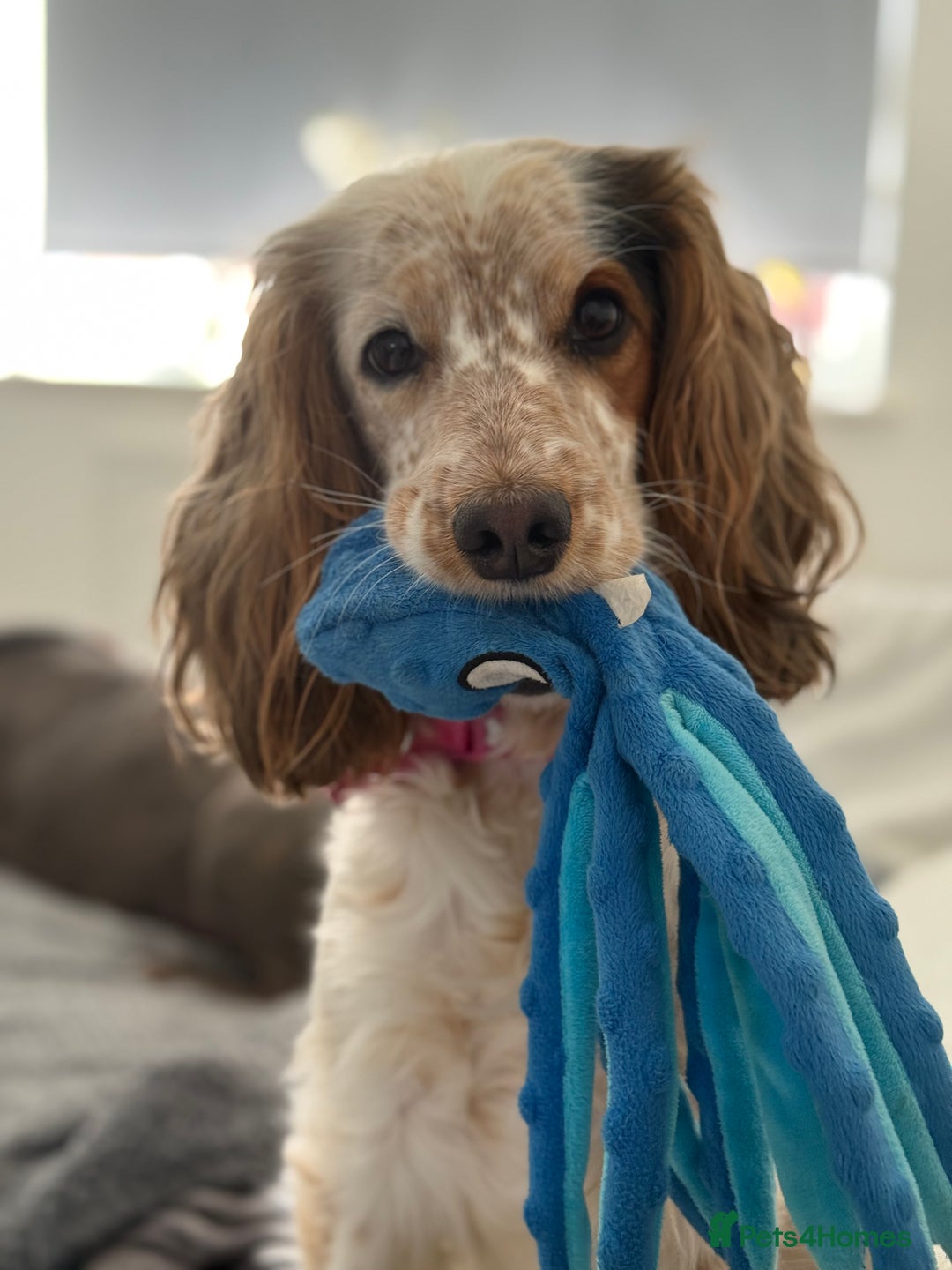 Cocker Spaniel dogs for sale: Chocolate Roan & Tan Cocker Spaniel Girl - Image 10