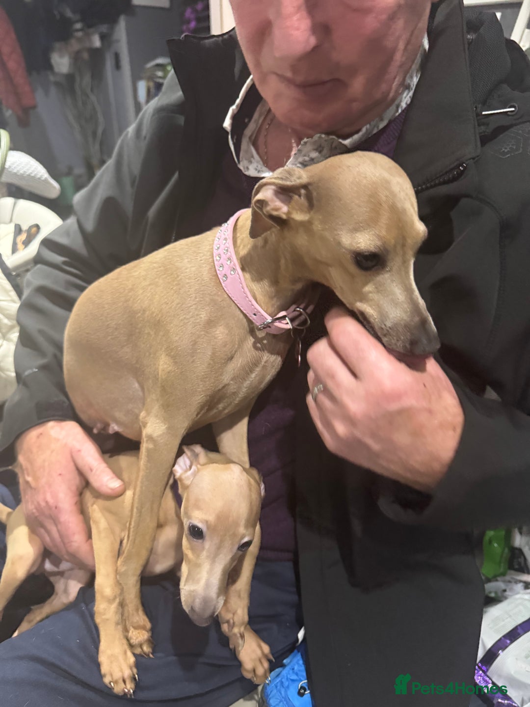Italian Greyhound dogs for sale: Cream and fawn collection of autumn beauties  - Image 13