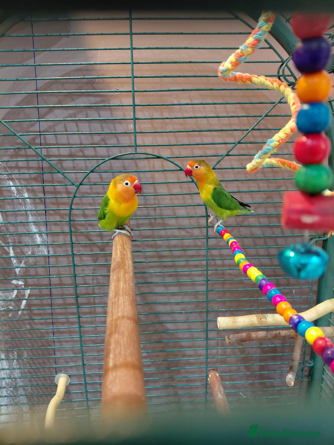 Lovebirds birds for sale: Lovebirds  in Ilford - Advert 3