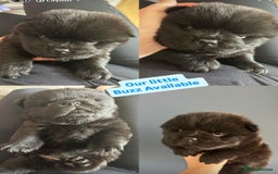 Chow Chow dogs for sale: Beautiful Chow Chow puppies  - Image 4