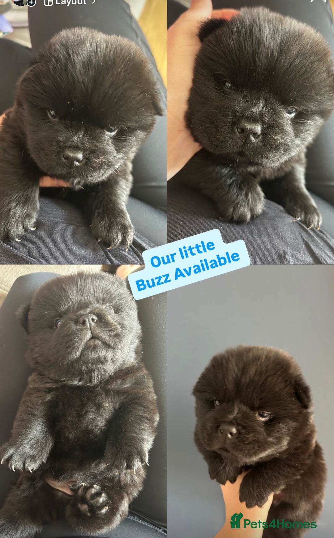 Chow Chow dogs for sale: Beautiful Chow Chow puppies  - Image 4