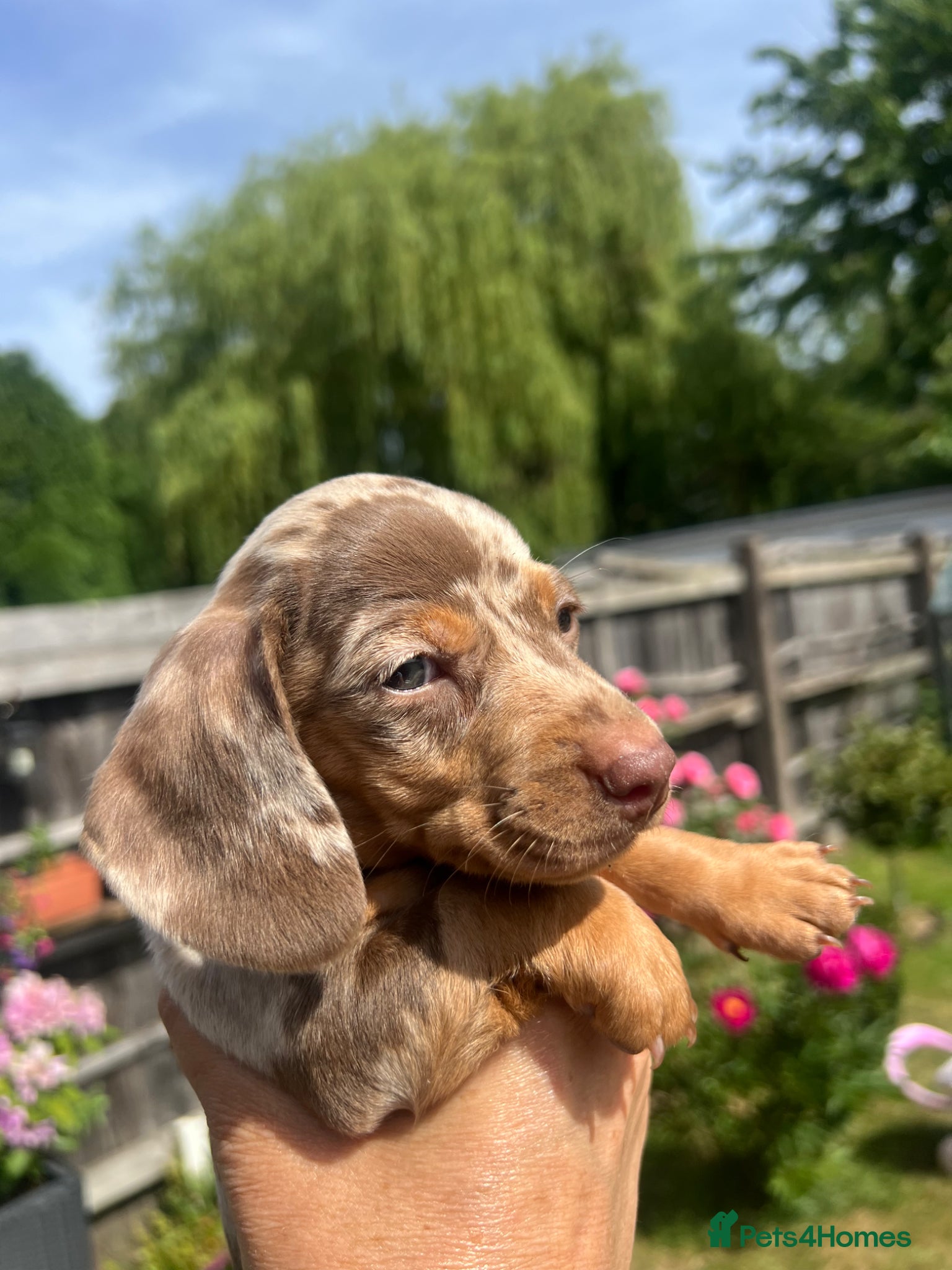 Dachshund dogs ❤️ Miniature Dachshund Puppies for Sale 🐾 - Advert 1