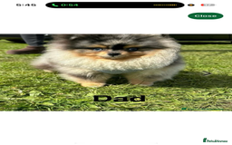 Pomeranian dogs for sale: Miniature teddy bear Pomeranian - Image 6