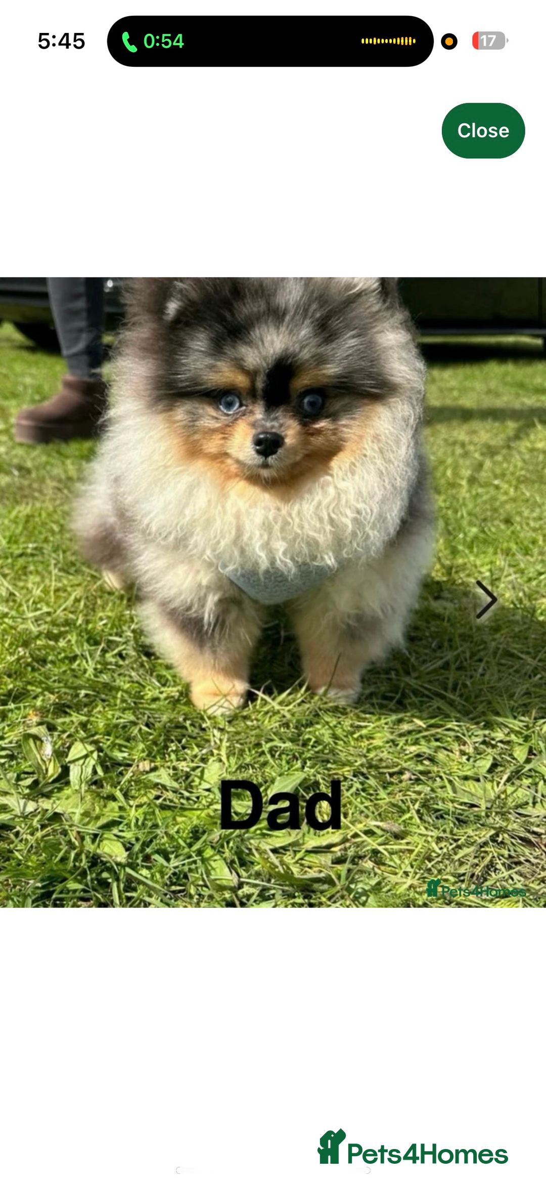 Pomeranian dogs for sale: Miniature teddy bear Pomeranian - Image 6