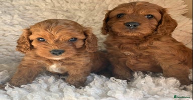 Cavapoo dogs - Advert 11
