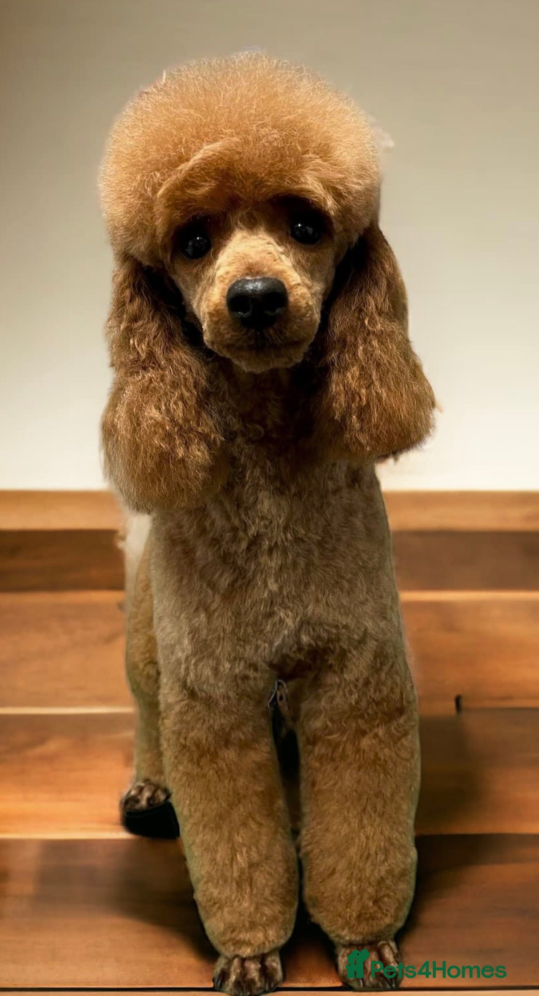 Miniature Poodle dogs for stud: Miniature Poodle at Stud  in Brampton - Advert 2