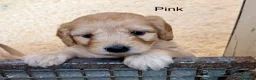 Labradoodle dogs for sale: Miniature Labradoodles frm licensed Exp breeder - Advert 25