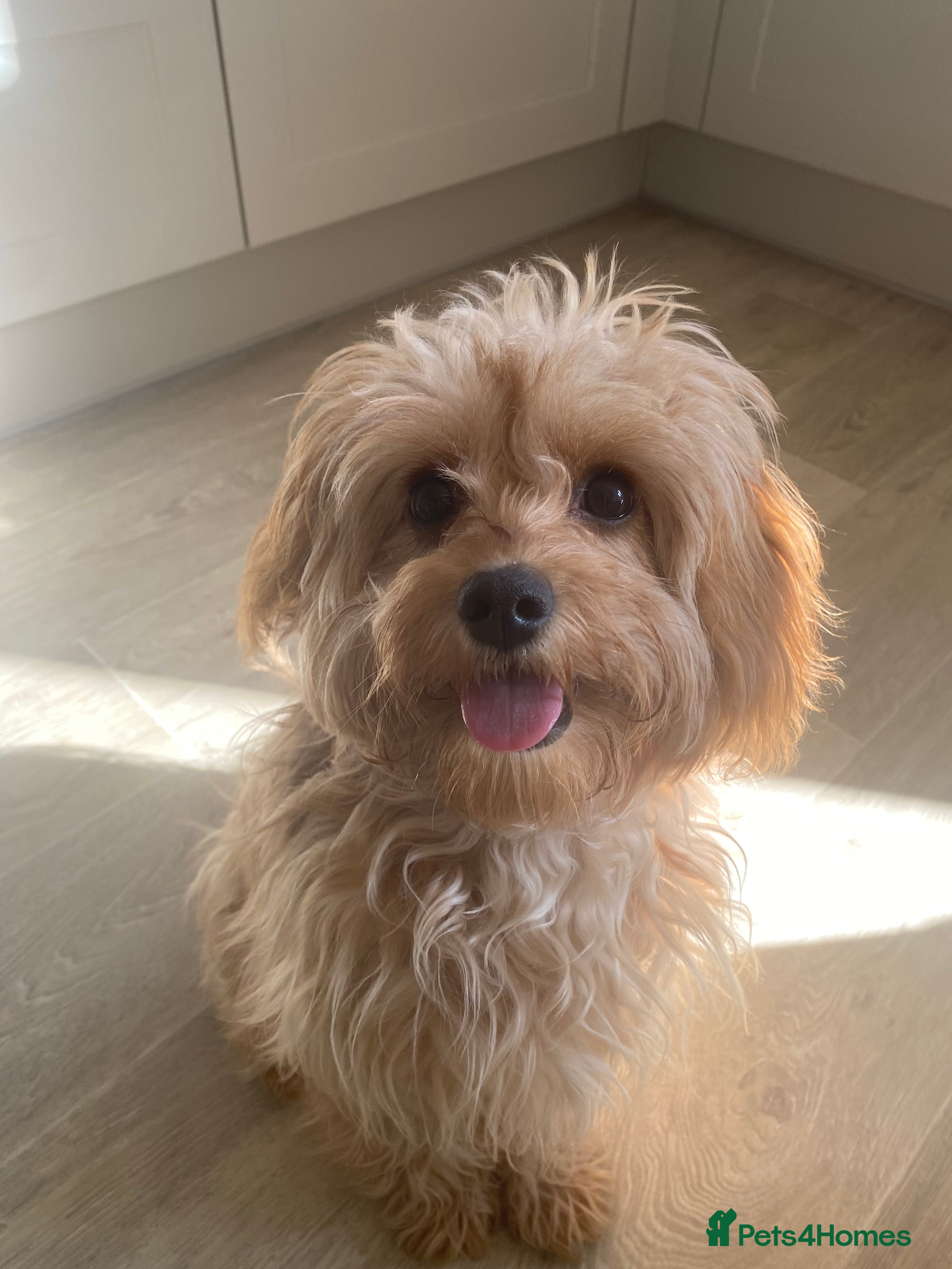 Cavapoo dogs F1 Cavapoo puppy girl is available  - Advert 1